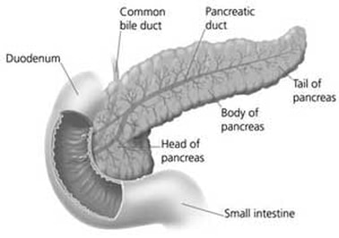 pancreatic pancreas